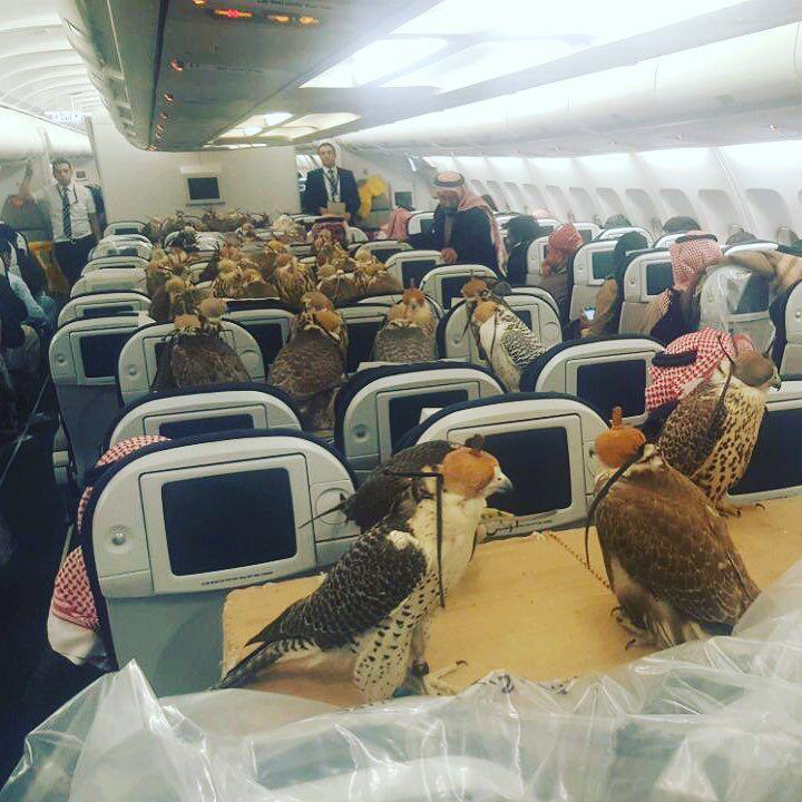 Falken im Flugzeug