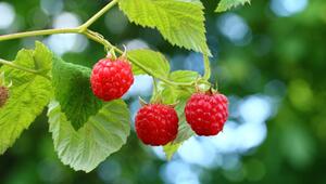 sommerhimbeeren schneiden