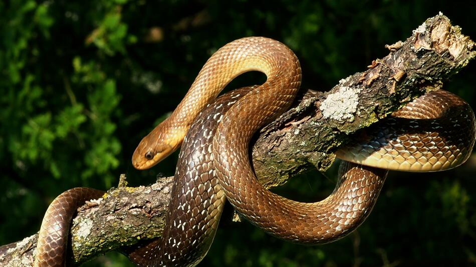 Erstmals in der Wetterau gesichtet: Äskulapnatter breitet sich in Hessen aus