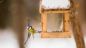 Blaumeise holt sich an einem Vogelhäuschen Futter