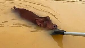 Hochwasser im Süden Chinas: Helfer ziehen erschöpftes Schwein aus den Fluten