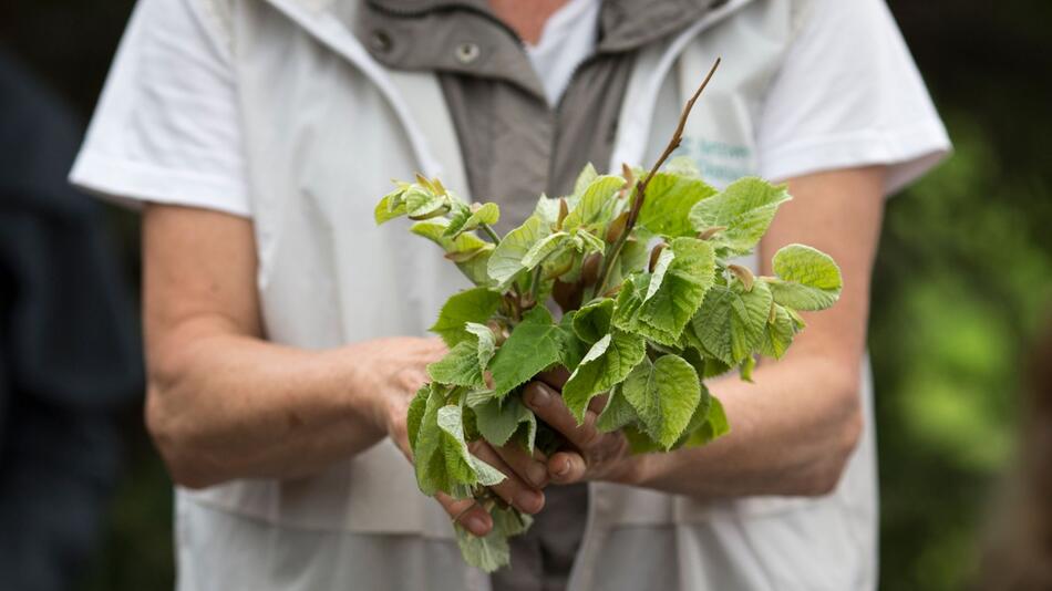 Blätter, Nadeln, Blüten: Köstlichkeiten aus Bäumen