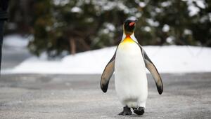 Pinguin bei der "Penguin Parade" im Cincinnati Zoo