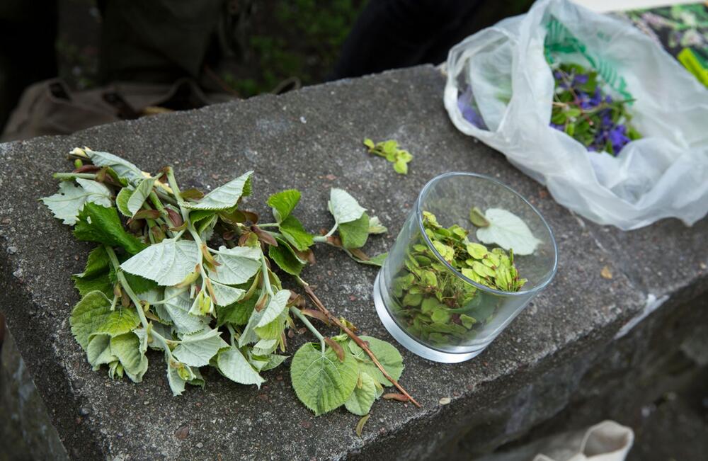 Blätter, Nadeln, Blüten: Köstlichkeiten aus Bäumen