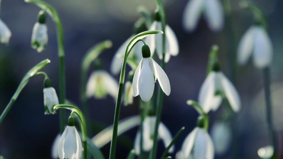 Gartenarbeit im Februar