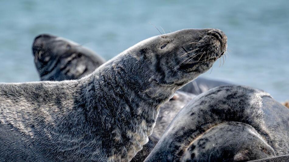 Kegelrobben-Bestand im Wattenmeer