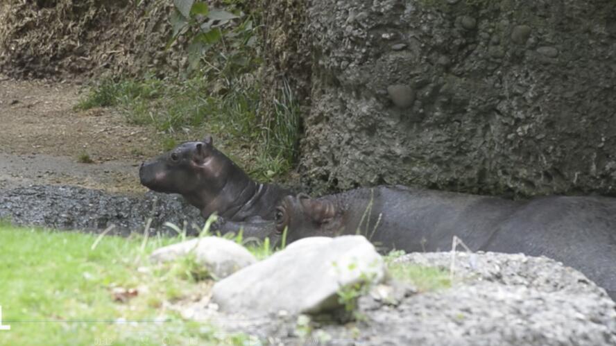 Das süsseste Hippo der Welt