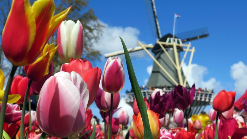 Keukenhof