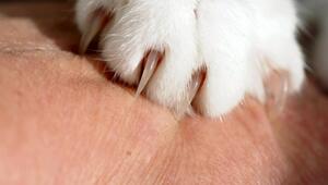 Katze kratzt beim Streicheln