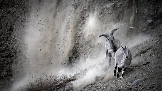Zwei Blauschafe fliehen vor einem herab rasselnden Steinschlag