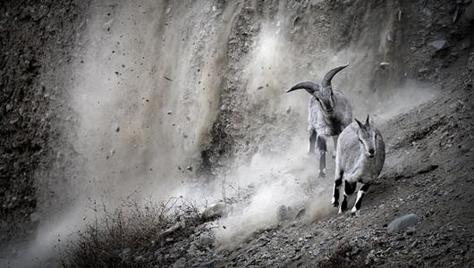 Zwei Blauschafe fliehen vor einem herab rasselnden Steinschlag