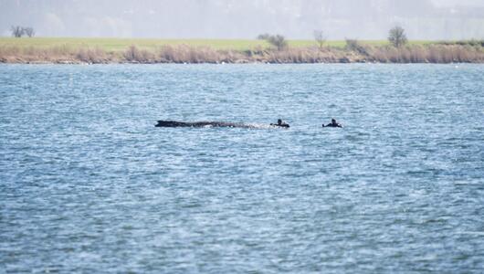 Buckelwal liegt weiter in Wismarer Bucht