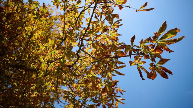 Herbst