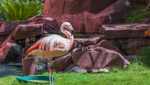 Flamingos in Las Vergas