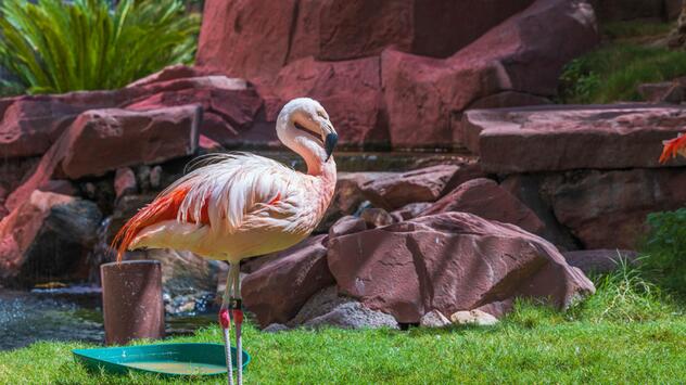 Flamingos in Las Vergas