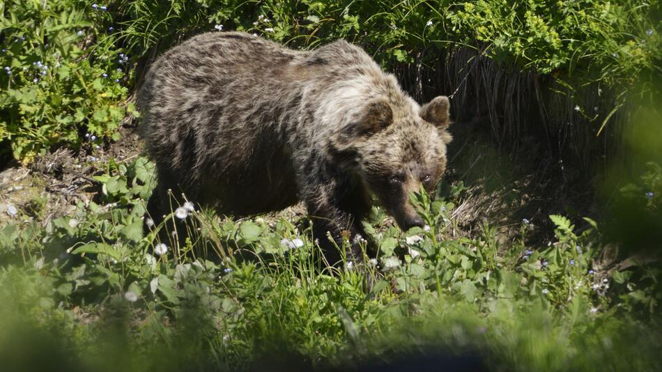 Braunbär in der Slowakei