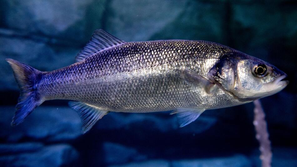 Wolfsbarsch im Nordsee-Bereich des Aquarium Wilhelmshaven