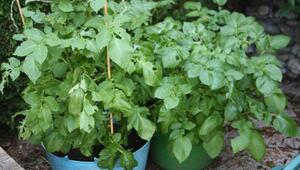 Kartoffeln am Balkon