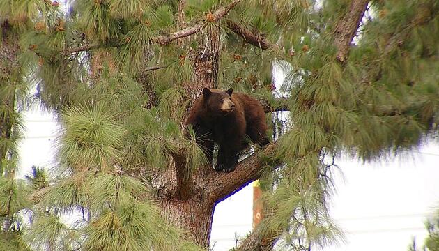 Überraschender Besucher: Bär sorgt für Evakuierung bei Los Angeles