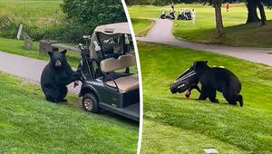 Golfer abgezogen: Bär überfällt Spieler auf dem Grün