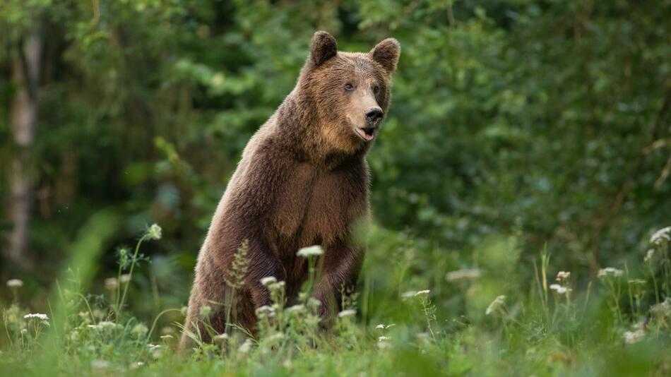 Braunbär in Rumänien