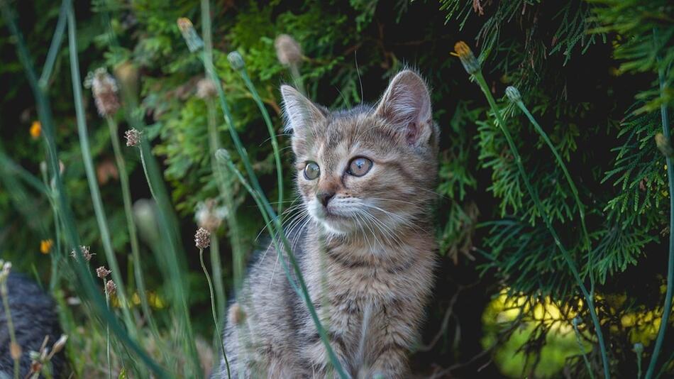 giftige pflanzen katzen