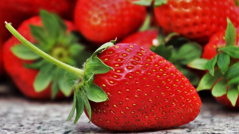 wie oft Erdbeeren giessen