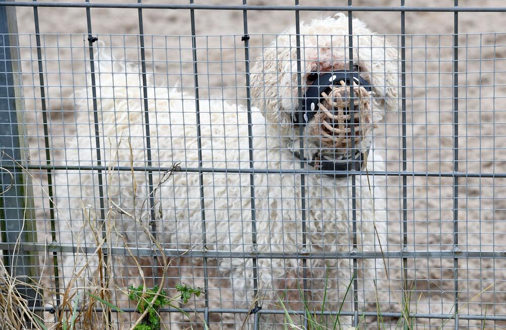 Problemhunde im Tierheim