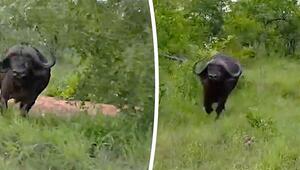 Safari-Schreck: Gestresster Büffel rammt Jeep