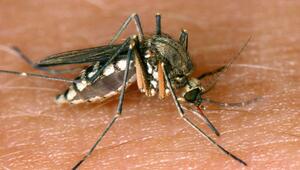 26 Infektionen mit West-Nil-Virus in Deutschland