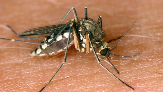 26 Infektionen mit West-Nil-Virus in Deutschland