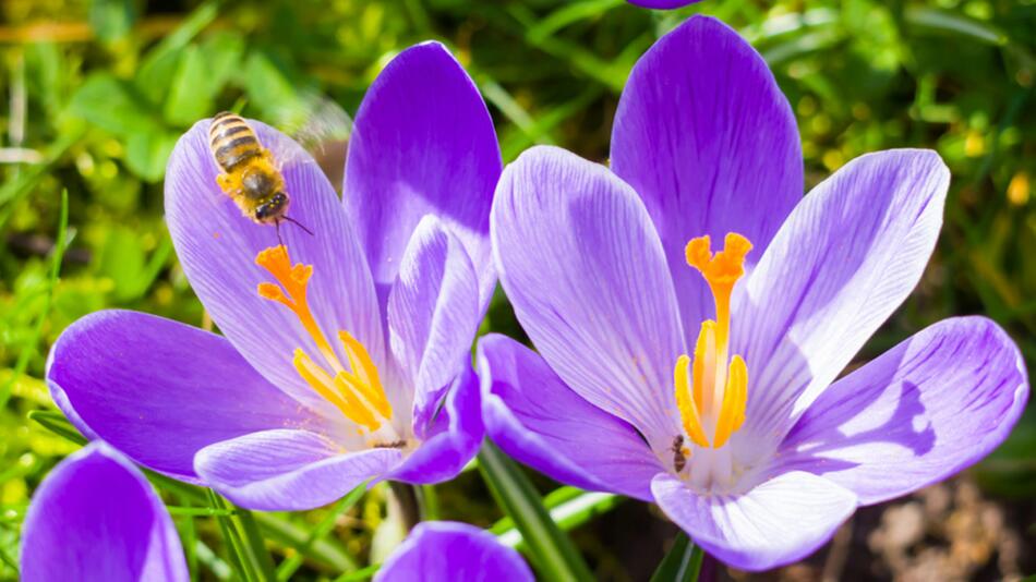 op 5: Bienenfreundliche Pflanzen für den Frühling