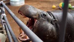 Hannah Shirley feiert 52. Geburtstag mit „Hungry Hungry Hippos“-Party