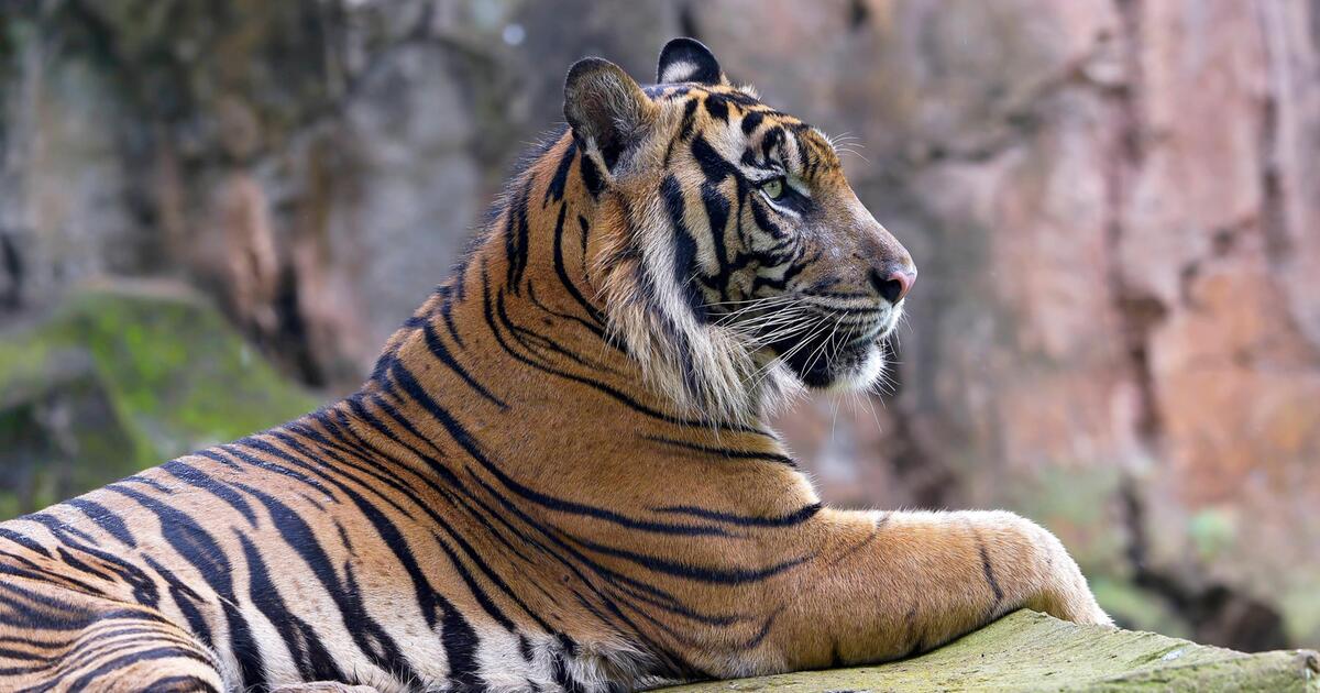 Ein guter Plan für wilde Tiger – drei Nachrichten für Optimismus
