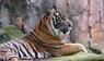 Indonesien, Tiger
