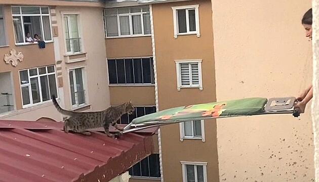 Bügelbrett als Brücke: Frauen retten streunende Katze von Dach
