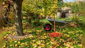 Vor dem Herbstanfang gibt es im Garten noch einiges zu tun.