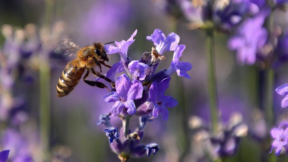 stauden blüte spätsommer juli