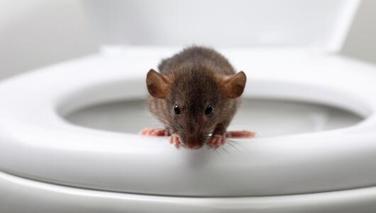 Ratte kommt aus der Toilette