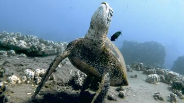 Schildkröte, Hawaii