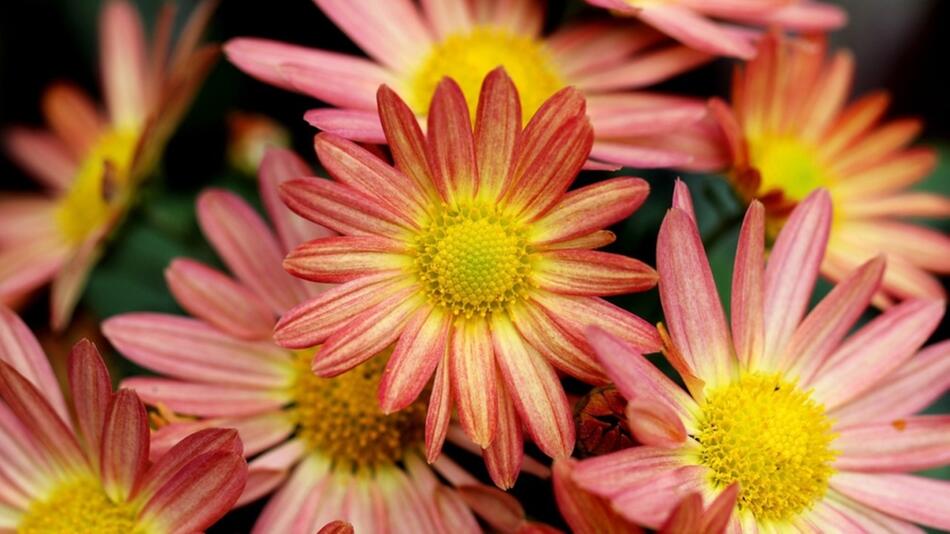 pflanzen herbst chrysanthemen