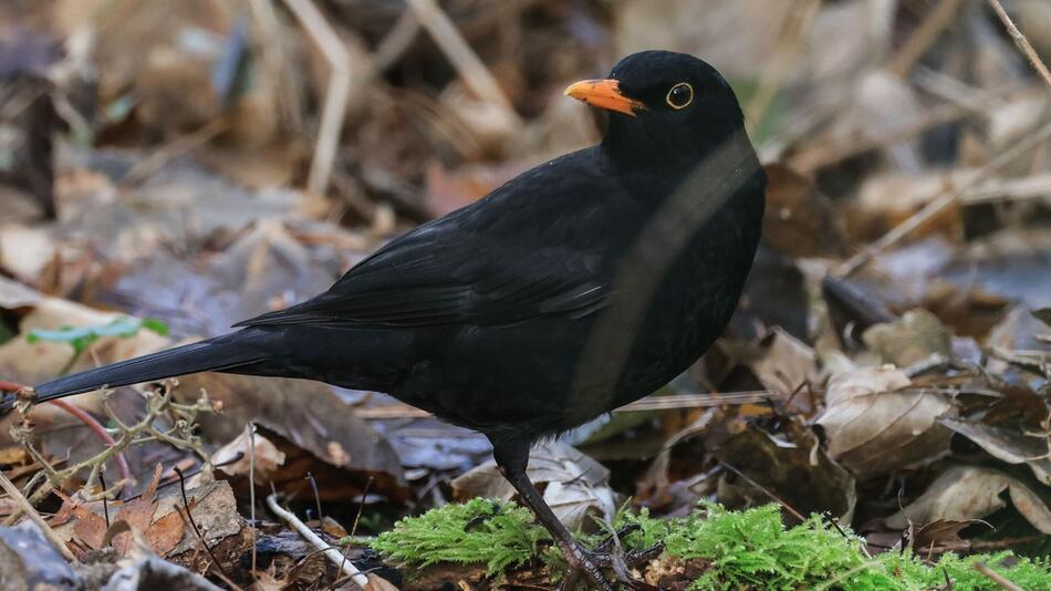 Wintervögel - Amsel