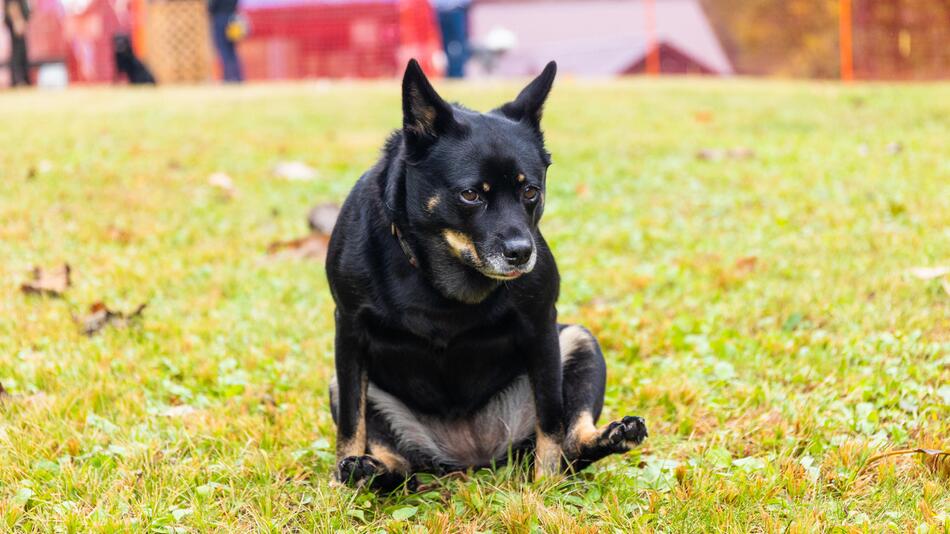 Hund am "Schlittenfahren"